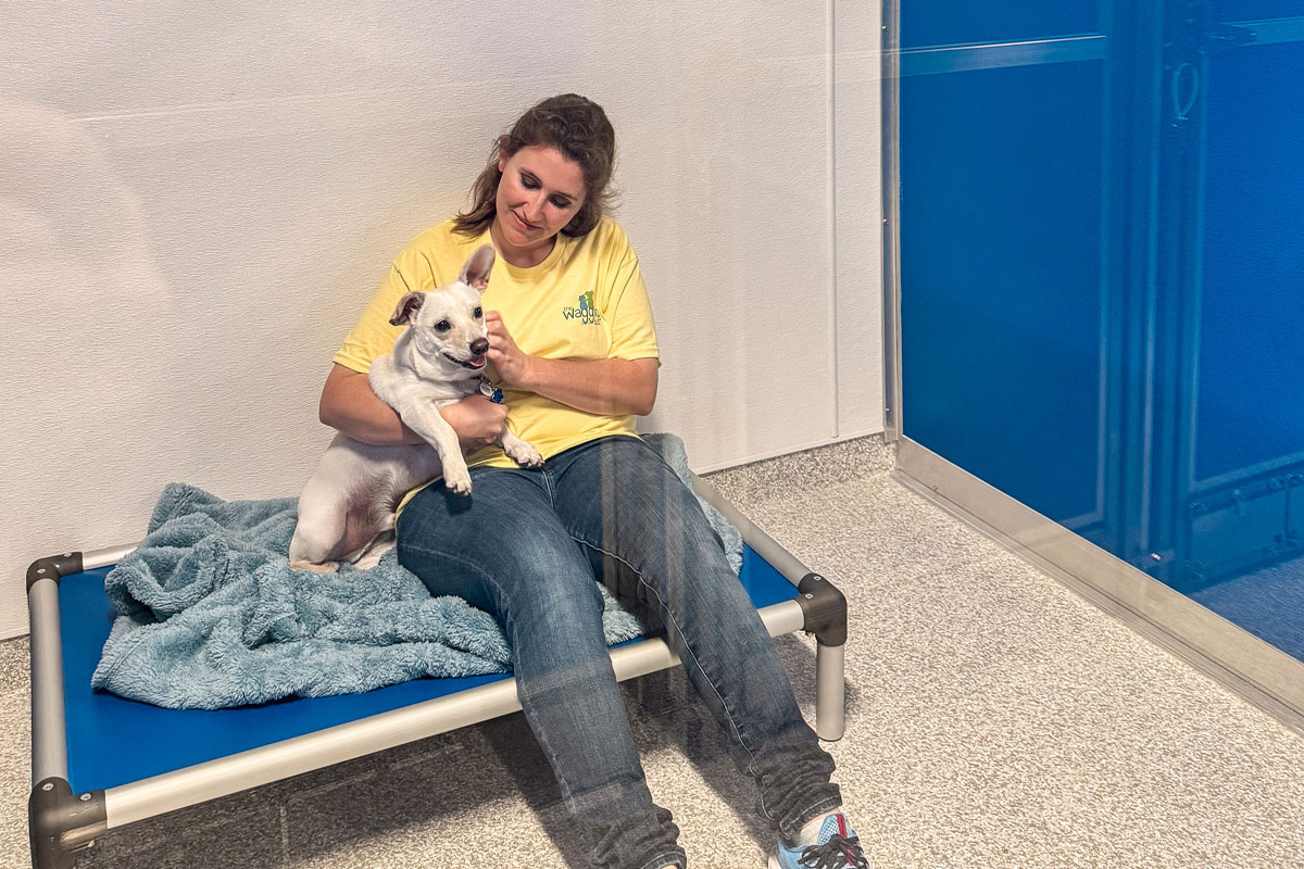A person in a yellow shirt sits on the floor, gently petting a small white dog sitting on a blue bed with a fuzzy blanket. They are in a room with blue walls and a visible reflection on the glass.