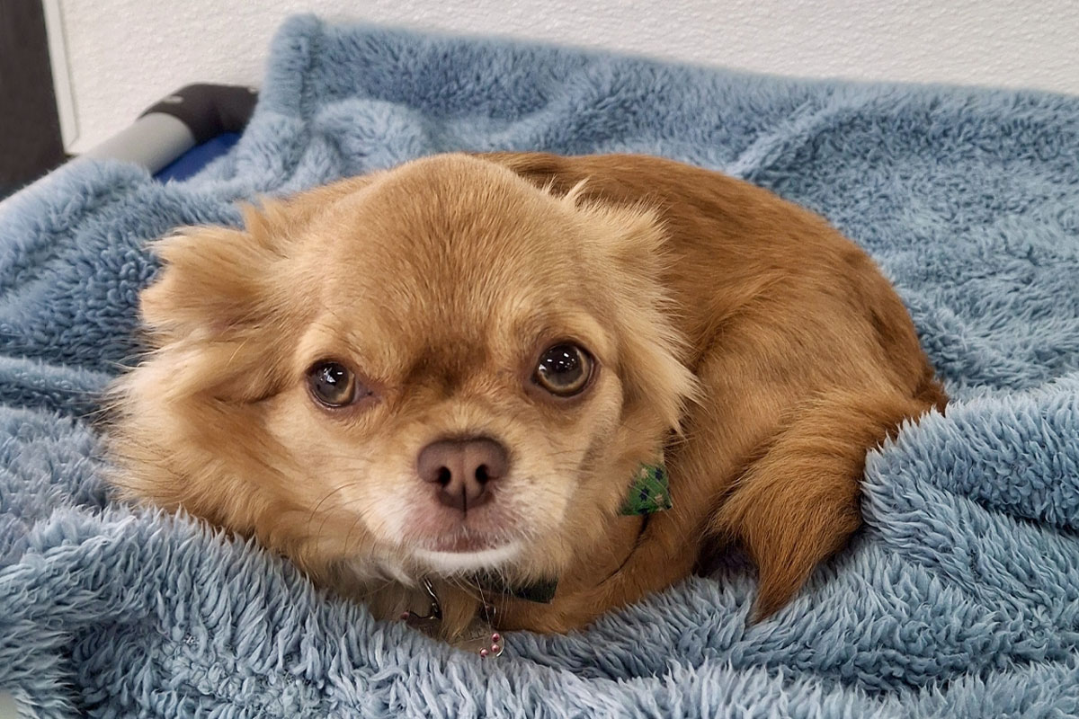 A small, brown long-haired dog with a fluffy tail and expressive eyes is lying on a soft blue blanket. The dog looks directly at the camera, and a small green tag is visible on its collar. The background is plain and light-colored.