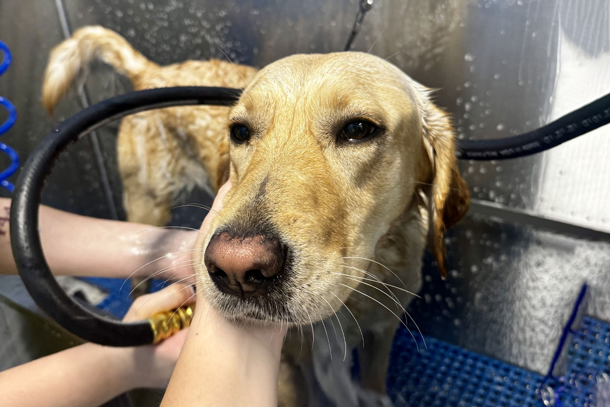 A wet golden retriever is being bathed, with a hand gently holding its head. The dog looks calm, surrounded by water and bathing equipment inside a washing station.