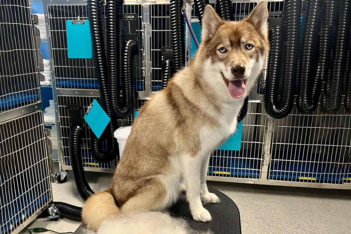 A brown and white husky with blue eyes sits on a grooming table, surrounded by cages and grooming equipment. The dog is smiling and panting, with fur trimmings visible on the table.