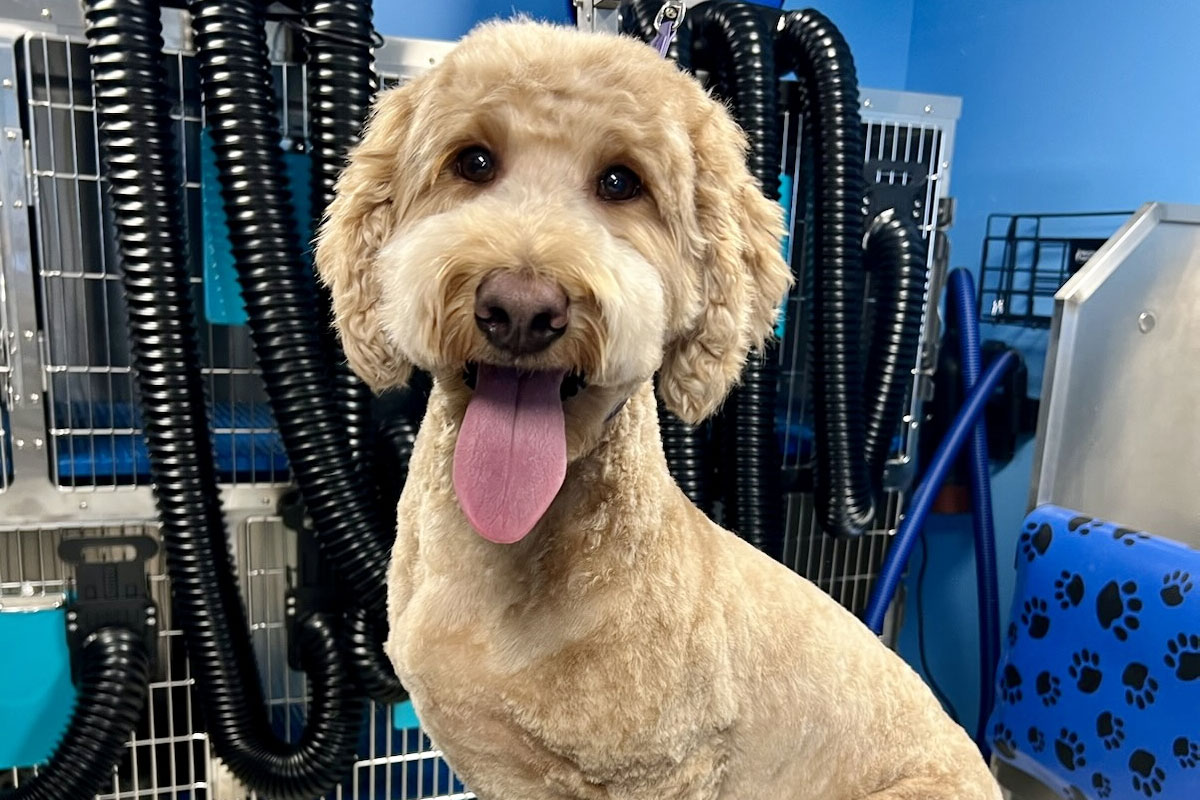 A tan-colored dog with a curly coat sits contentedly, tongue out, in a grooming salon. The background features blue walls and various grooming equipment, including hoses and a table with a paw print design.