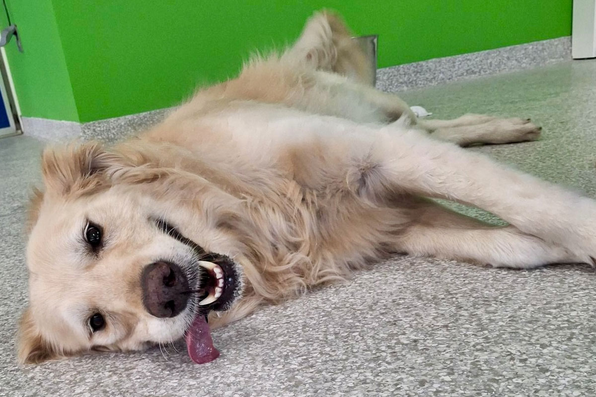 A fluffy golden retriever lying on a speckled grey floor with its tongue out, looking happy and relaxed. The background wall is bright green.