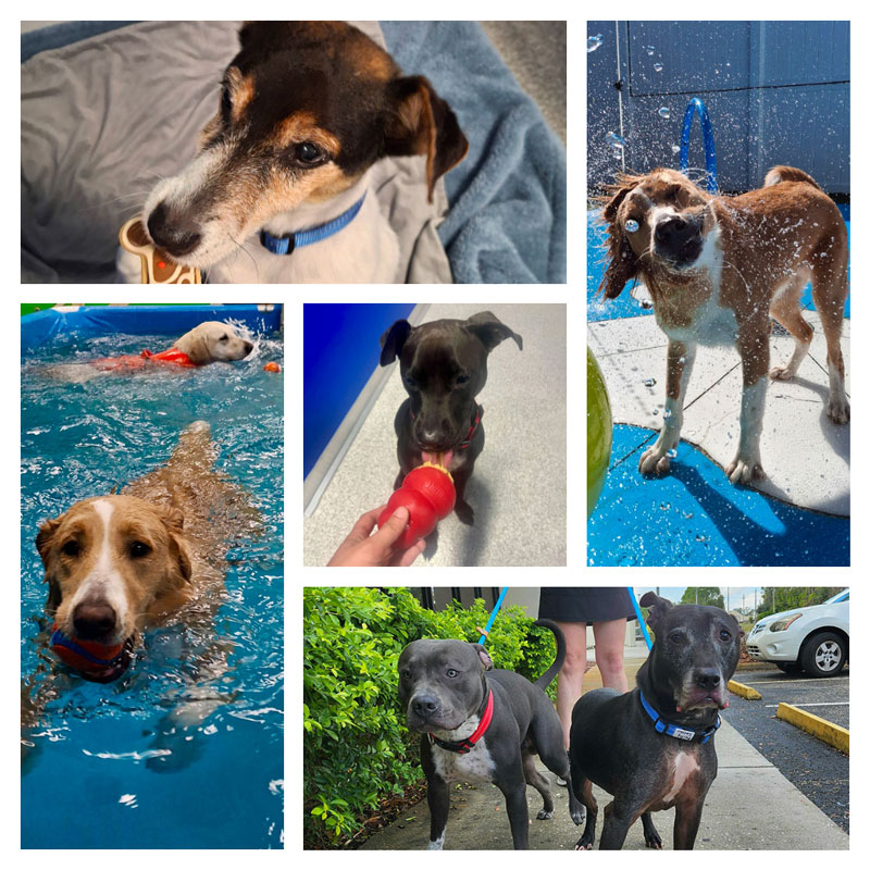 A collage of five photos showing different dogs: swimming, playing with toys, and enjoying water play outdoors. The dogs vary in size, color, and breed, all appearing happy and active.