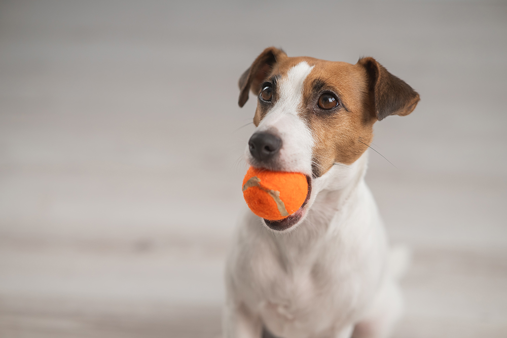 A small brown and white dog sits on a light floor, looking up while holding an orange tennis ball in its mouth.