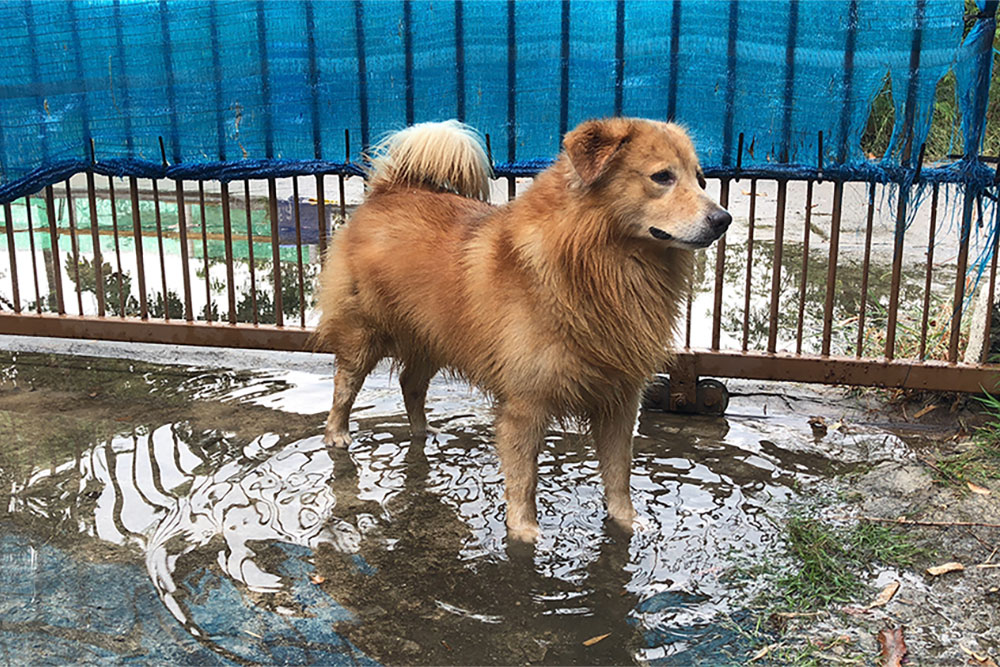 A fluffy brown dog stands in a muddy puddle, with wet fur, near a metal fence covered by blue netting. The ground is wet and there are patches of grass around.