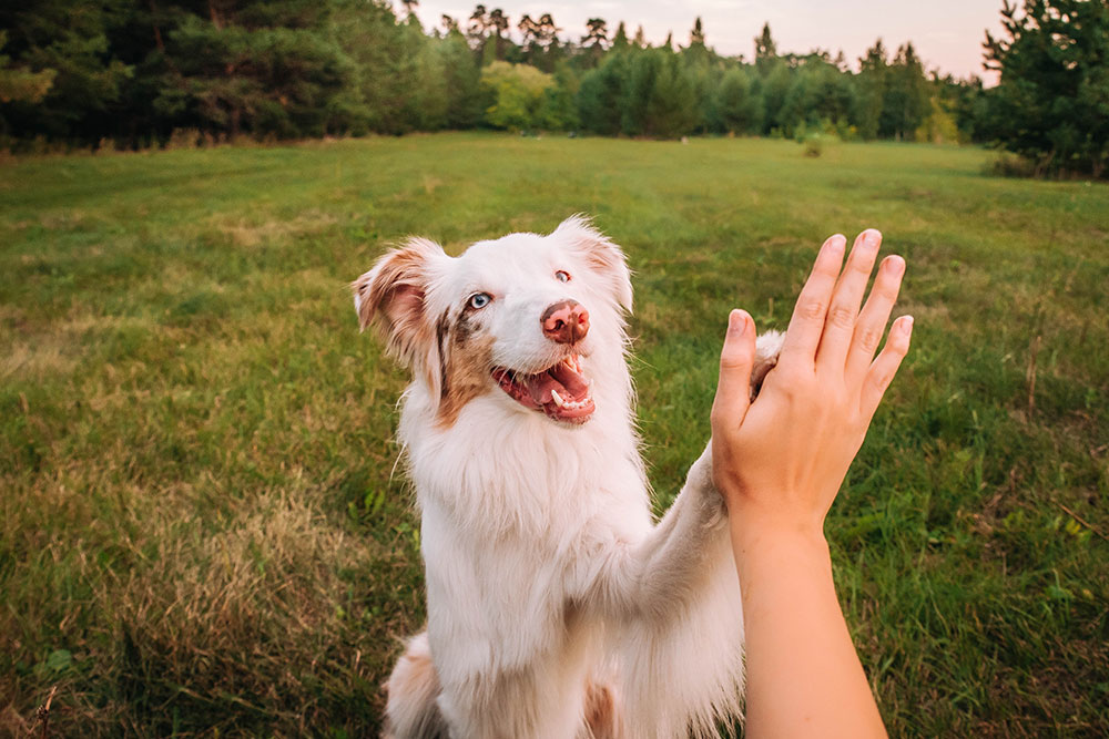 A happy, fluffy white and brown dog gives a high-five to a person's hand in a grassy field with trees in the background during sunset.