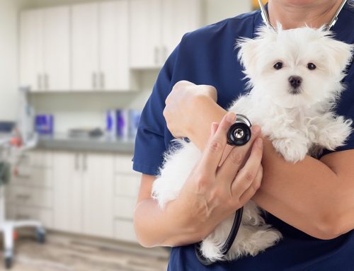 Is Your Pet Ready to Board? Why a Wellness Exam is a MUST!