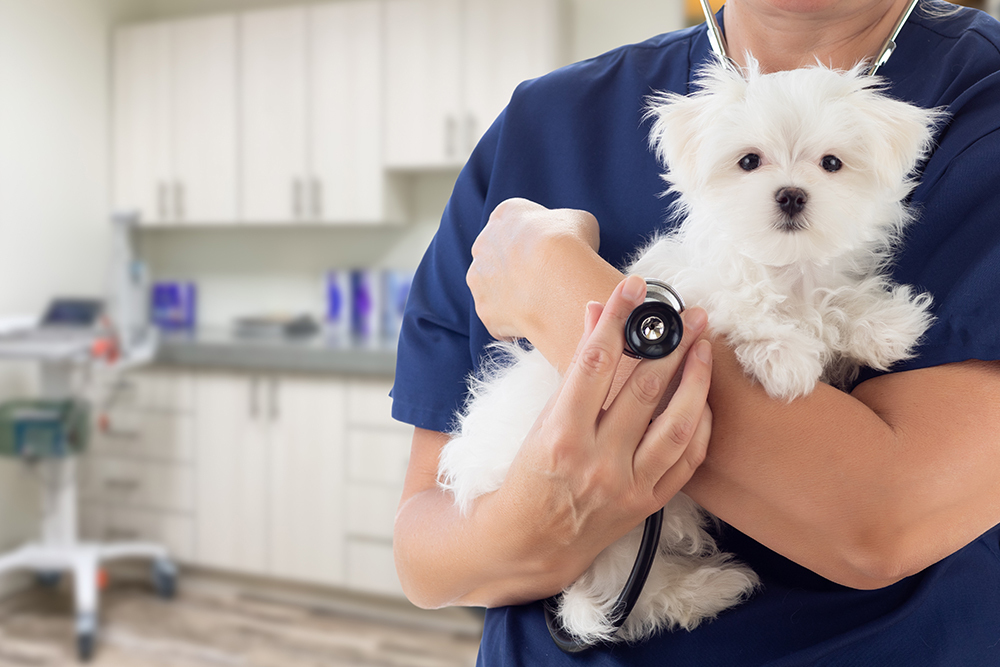 A veterinarian in blue scrubs holds a small white puppy and uses a stethoscope to check its heartbeat in a bright, modern veterinary clinic.
