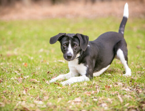 Understanding Body Language During Group Play Sessions