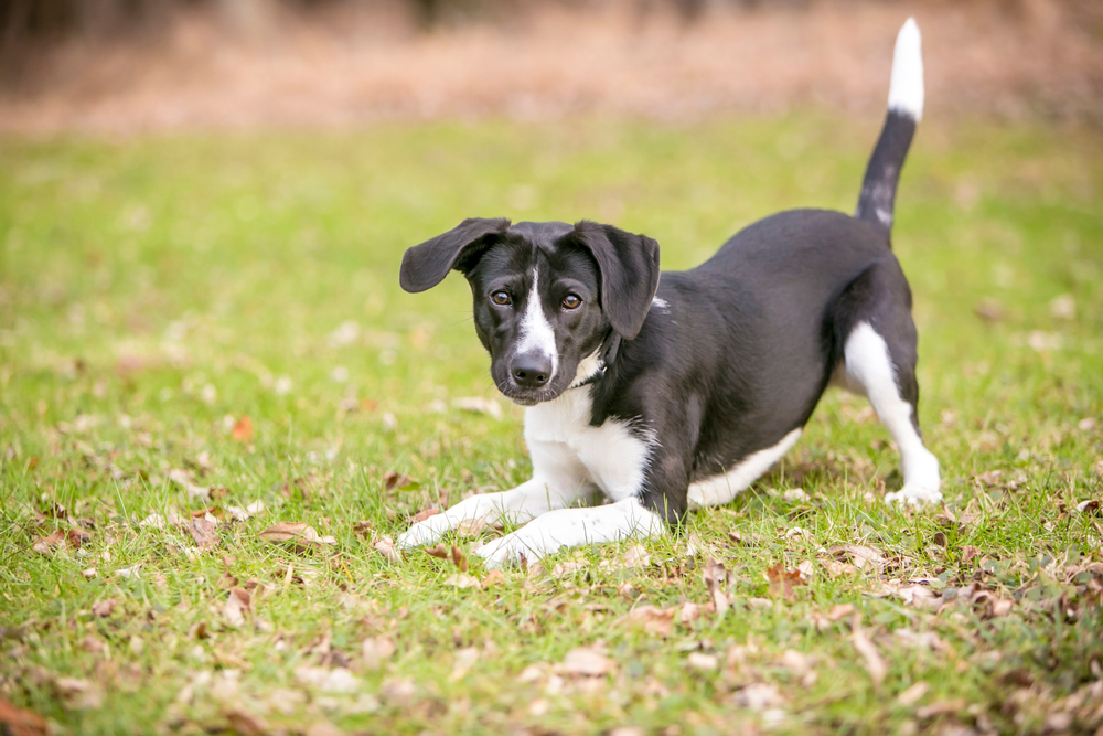 A black and white dog with floppy ears is play-bowing on grass, looking directly at the camera with a raised tail and alert expression. Brown foliage is blurred in the background.