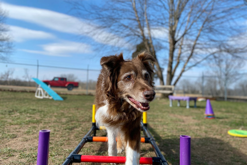 A brown and white dog stands on a colorful agility ladder outdoors, with grass, bare trees, and a red truck in the background on a sunny day.