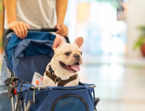 Holiday Boarding at The Wagging Club: What Makes It Feel Like Home