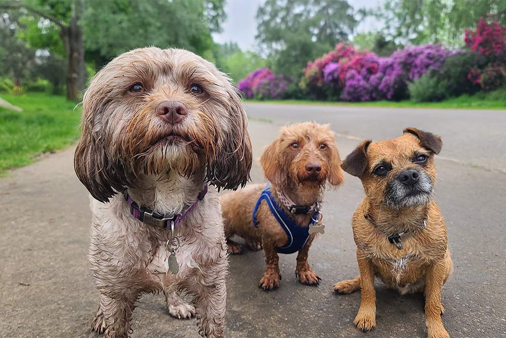 Three small, wet dogs sit and stand on a park path. Behind them are green trees and bushes with vibrant purple and pink flowers. The dogs look directly at the camera, with curious expressions.
