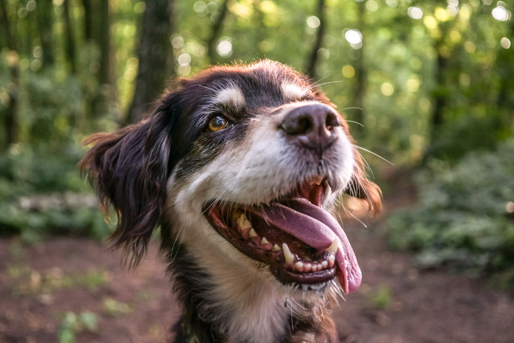 Close-up of a happy dog with its mouth open and tongue out, standing in a sunlit forest with green trees and a blurred background.