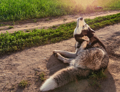 The Role of Enrichment in Preventing Behavioral Issues in Pets