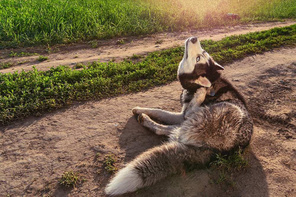 A Siberian Husky with blue eyes is lying on a dirt path next to green grass, scratching its neck with its hind leg under warm sunlight.