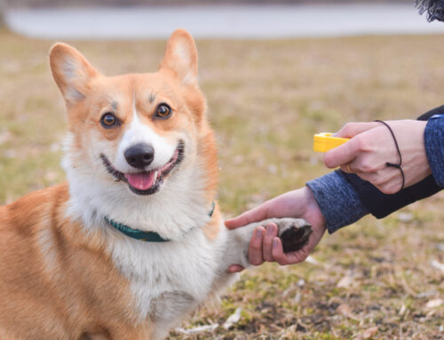 Social Butterfly or Independent Spirit? How We Personalize Care for Every Dog/Safe Socialization: Preparing Your Pet for Daycare or Boarding