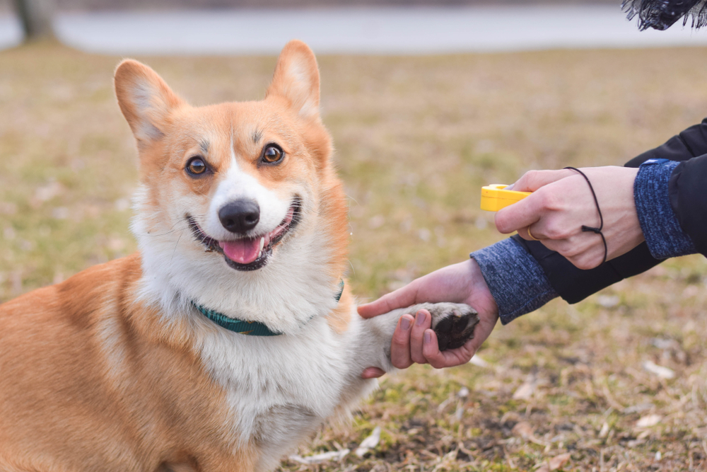 A happy corgi sits on grass, looking at the camera, while a person holding a yellow clicker gently holds the dog’s paw as if training or giving a command.