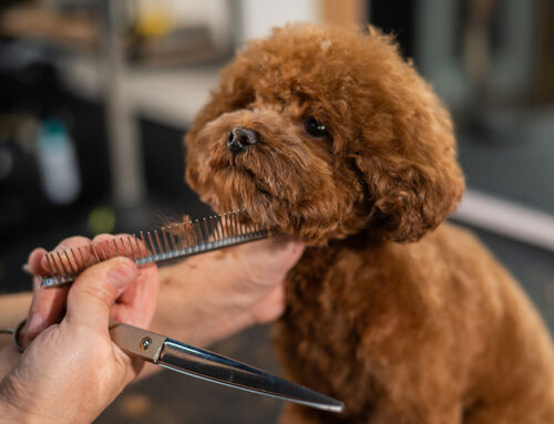 The Benefits of Regular Grooming for Your Pet’s Skin and Coat Health