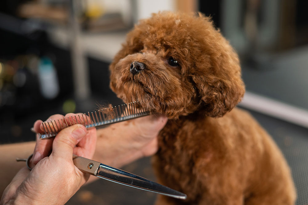 A small brown poodle is being groomed. A person's hands are gently combing the dog's fur under its chin with a metal comb and holding scissors, preparing to trim its hair.