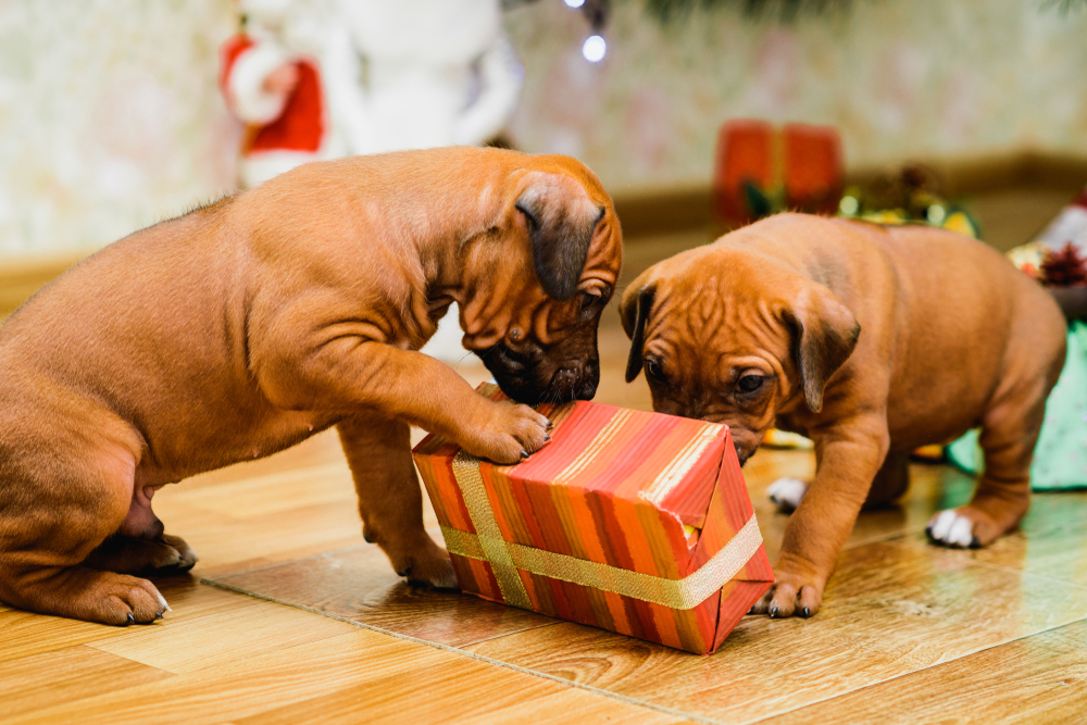 Two brown puppies curiously explore a red and orange striped gift box with a gold ribbon on a wooden floor, with more wrapped presents and decorations in the background.