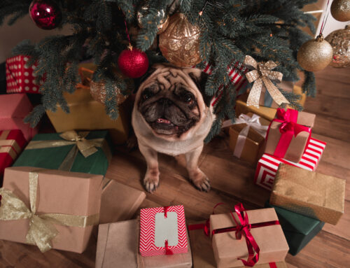Gifting for Your Dog: A Tampa Pet Owner’s Holiday Shopping Guide
