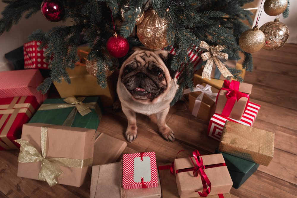 A pug sits under a decorated Christmas tree surrounded by wrapped gifts in various colors and patterns on a wooden floor. Ornaments hang from the tree branches above the dog.