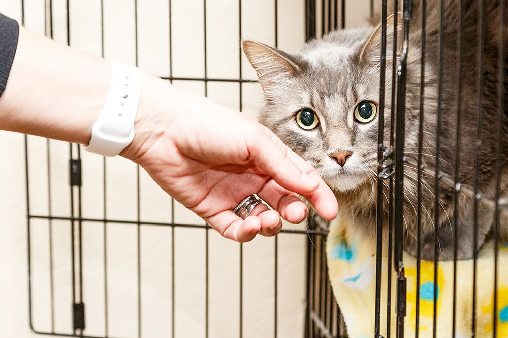 A gray cat with green eyes sits on a blanket inside a metal crate, looking alert as a person extends a hand towards it through the open crate door.