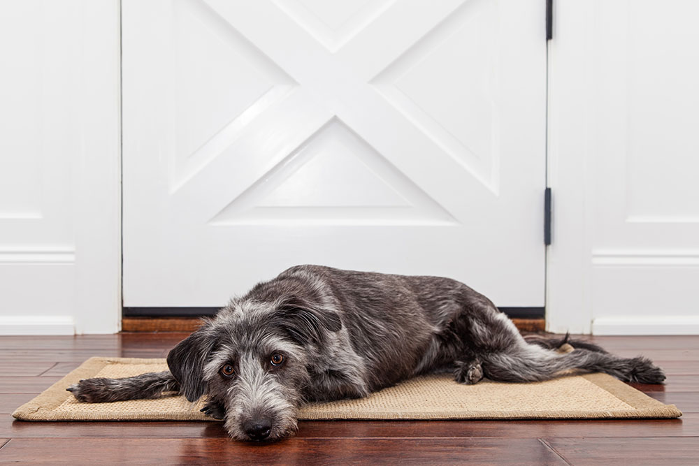 A shaggy black and gray dog lies on a tan mat in front of a closed white door, resting its head on the floor and looking toward the camera with gentle eyes.