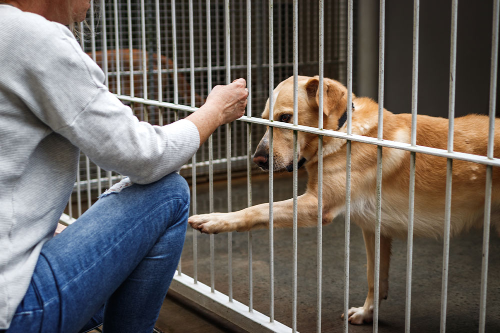 A person kneels by a metal kennel, reaching out to gently touch the paw of a tan dog inside, who extends its paw through the bars. The scene suggests a moment of connection, possibly at an animal shelter.