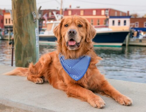 Weekend Adventures for Dogs Around Tampa Bay (Within a 30-Min Drive!)