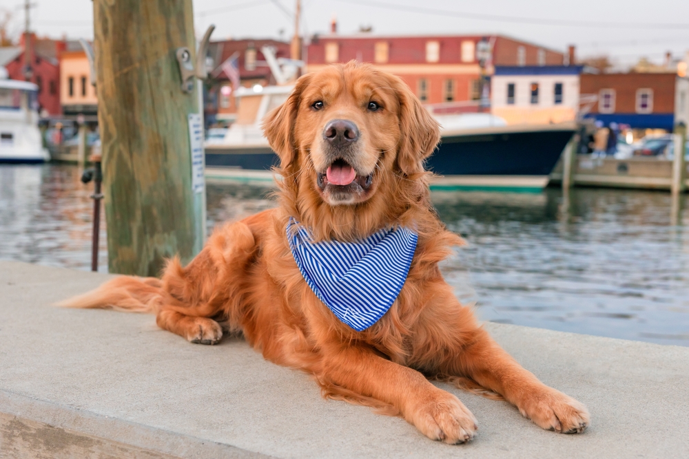 A golden retriever wearing a blue and white striped bandana lies on a concrete surface by the water, with boats and colorful buildings in the background.