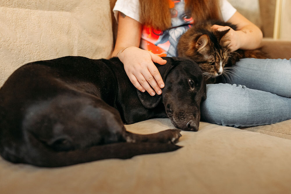 A person sits on a couch, petting a fluffy cat on their lap, while a black dog lies next to them, resting its head near the cat.