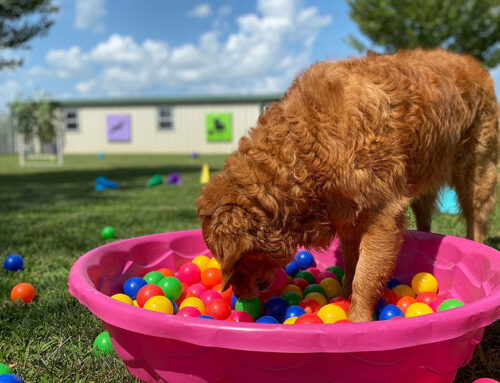 A Day in the Life of a Doggy Daycare Pup