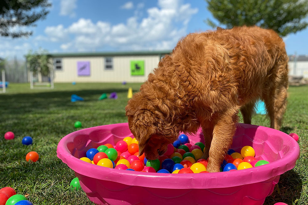 A curly-haired dog stands with its head down in a pink plastic kiddie pool filled with colorful plastic balls, outdoors on grass with a building and trees in the background under a blue sky.