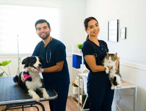 What to Look for in a Veterinarian: Tips for Pet Owners in Tampa