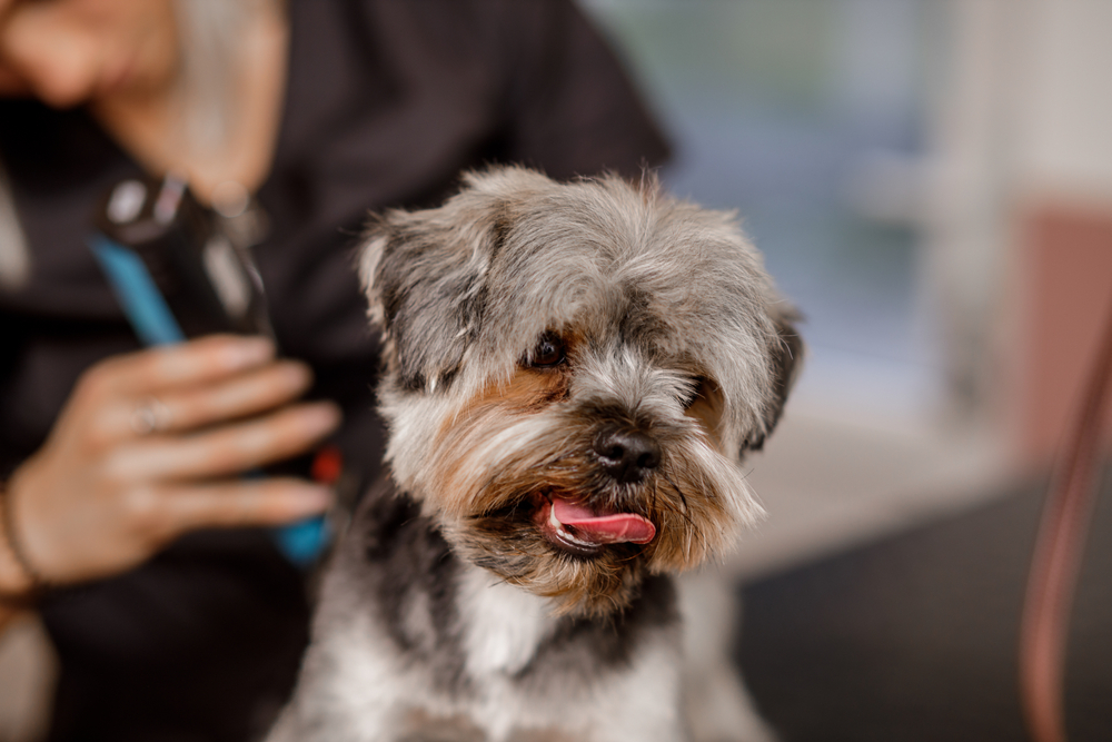 A small, fluffy dog with gray and white fur sits calmly while a groomer holding clippers prepares to trim its hair. The dog has its tongue out and appears relaxed. The groomer is slightly out of focus in the background.
