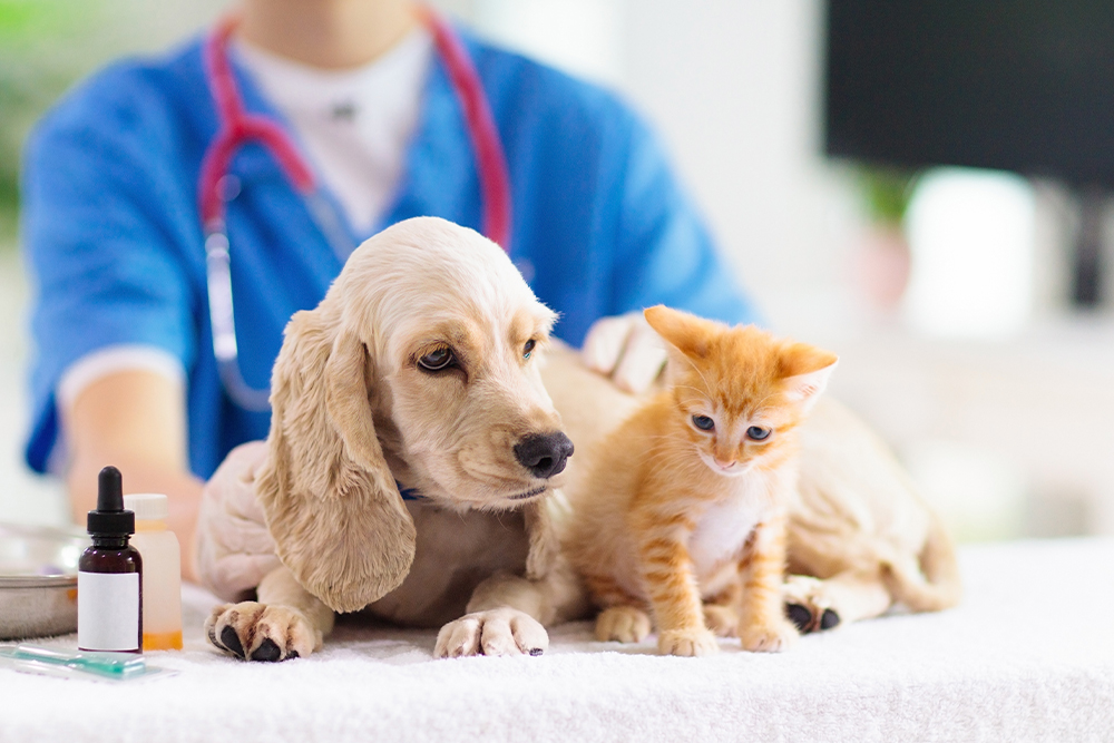 A veterinarian in blue scrubs examines a light-colored puppy and an orange kitten on an exam table, with medical supplies nearby. The puppy is lying down while the kitten stands close beside it.