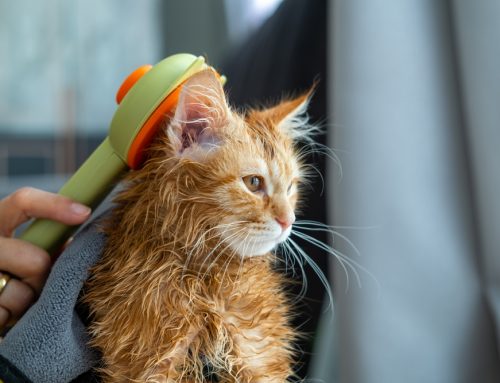 Top Grooming Mistakes Pet Owners Make