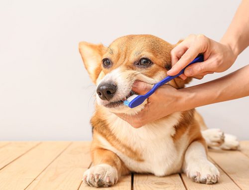 Dental Health for Dogs and Cats: Why Routine Care is Critical