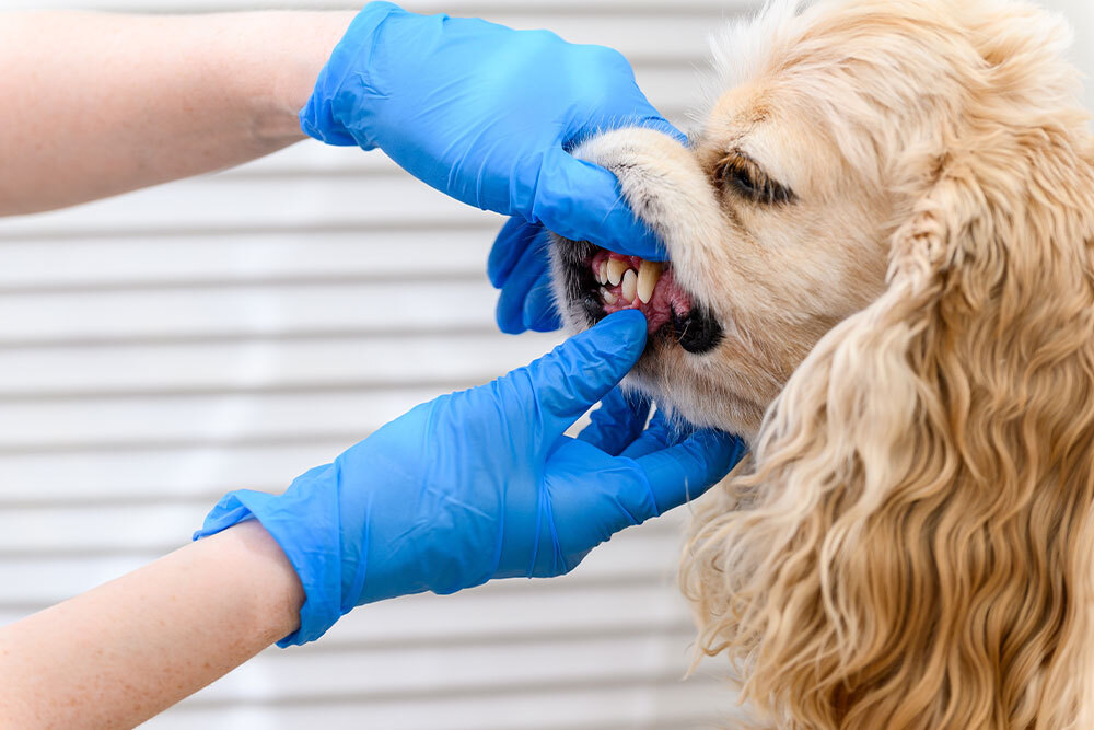 A person wearing blue gloves gently lifts the lips of a light-colored dog to examine its teeth and gums, possibly for a dental check or health inspection. The background is out of focus.