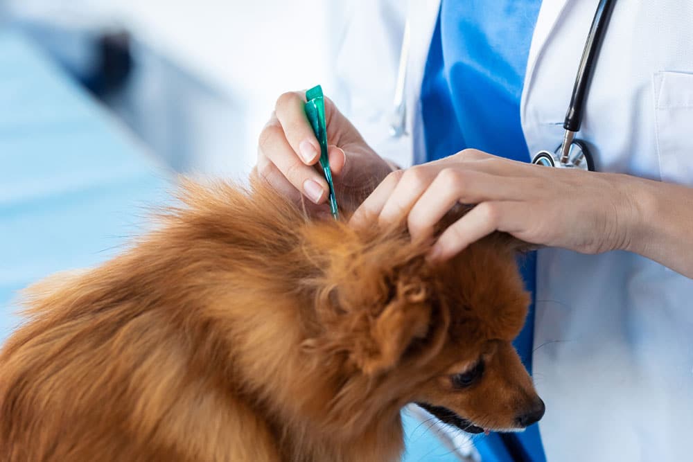 A veterinarian in a white coat and blue scrubs is using a green tool on a small brown dog's ear, likely performing a check-up or treatment in a clinical setting.