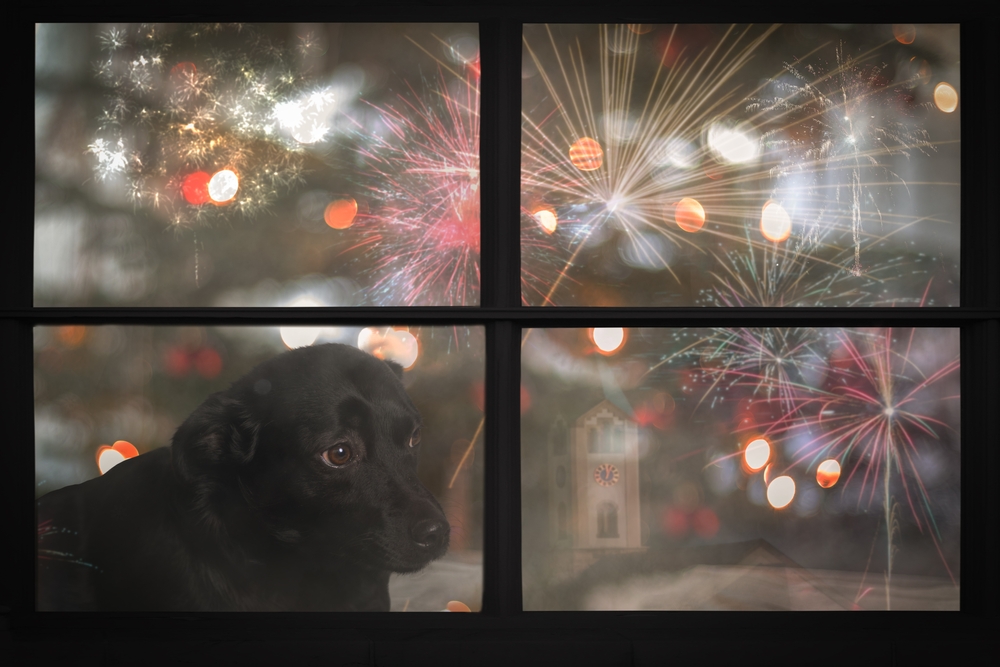 A black dog looks out a window with a worried expression as colorful fireworks and blurred Christmas lights glow outside at night.