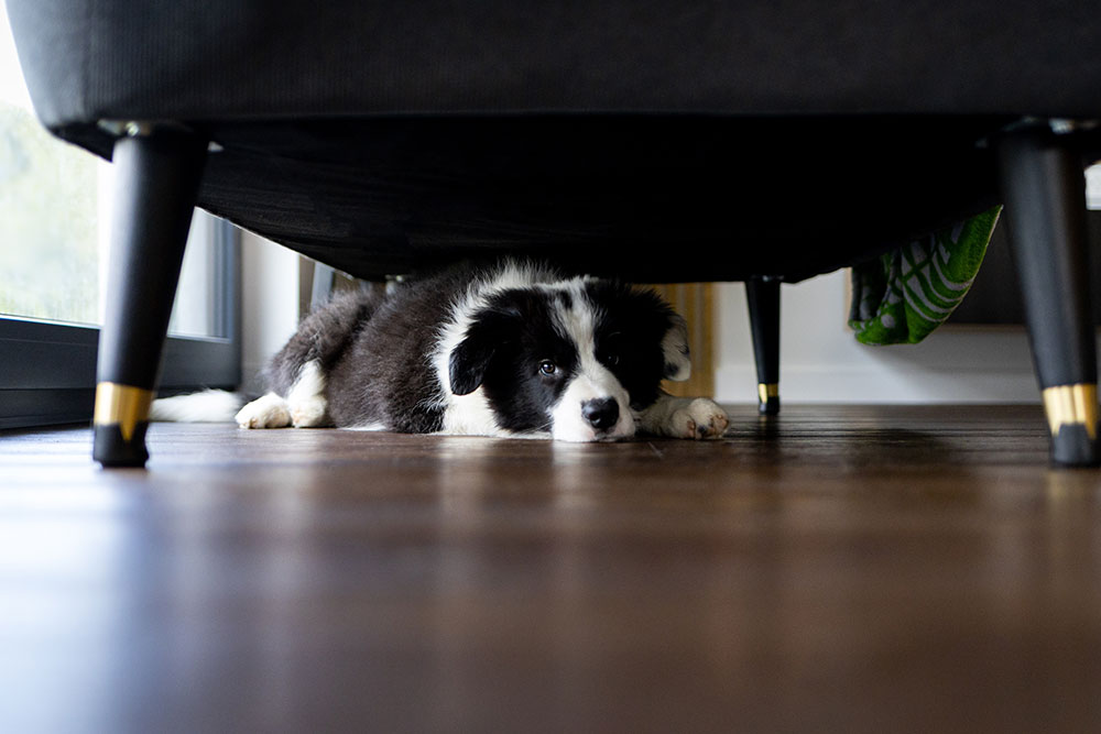 A black and white puppy lies under a dark sofa on a wooden floor, peeking out with a calm expression.