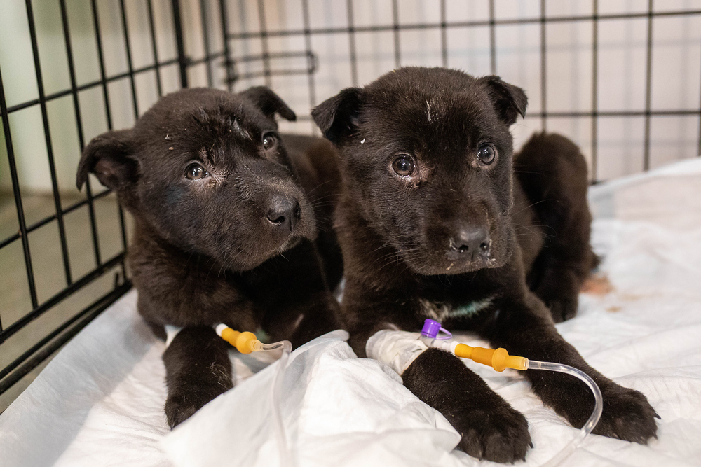 Two black puppies with IV lines in their front legs lie on a white blanket inside a metal crate, looking ahead with sad expressions.