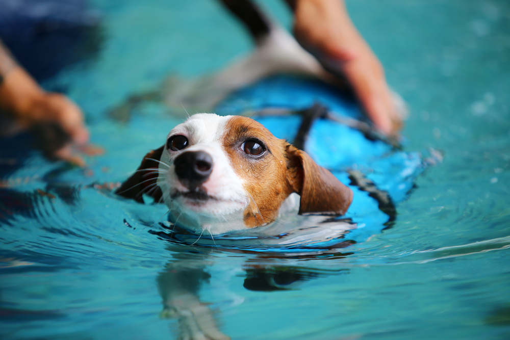 A small dog wearing a blue life jacket swims in a pool while a person’s hands gently guide it from behind.