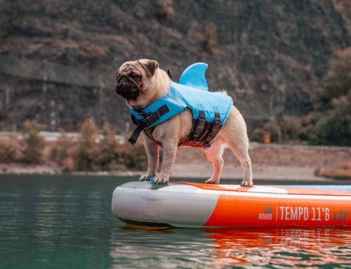 Where Can Your Dog Paddleboard, Kayak, or Swim Around Tampa Bay?